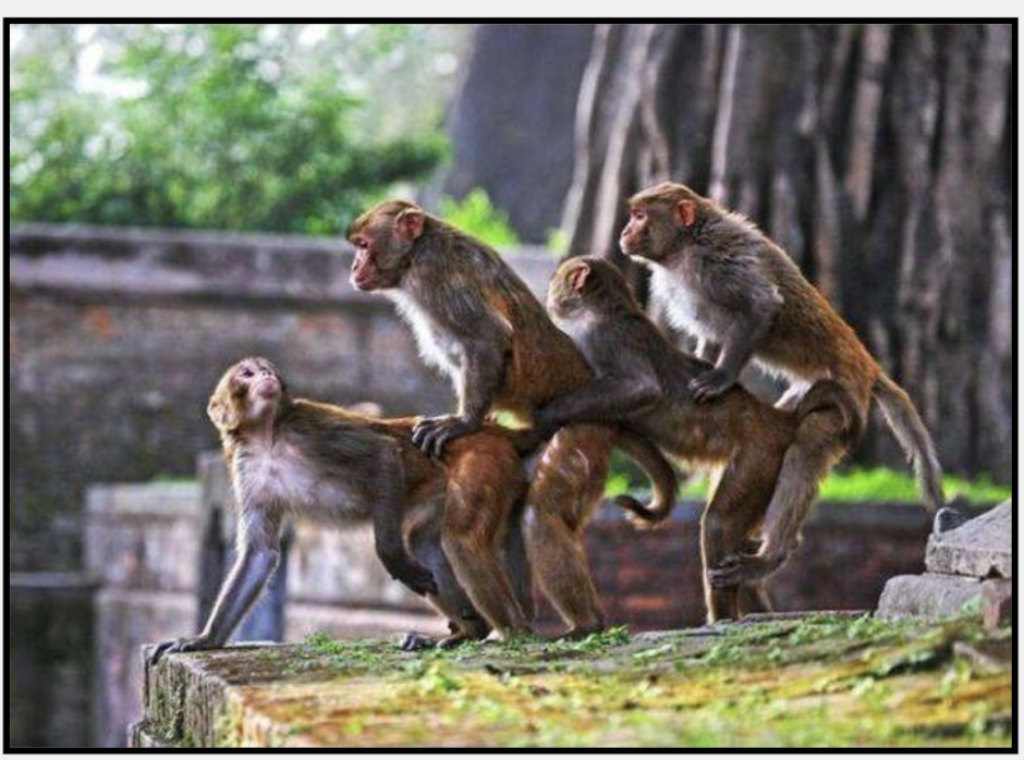 Лапки бабуина