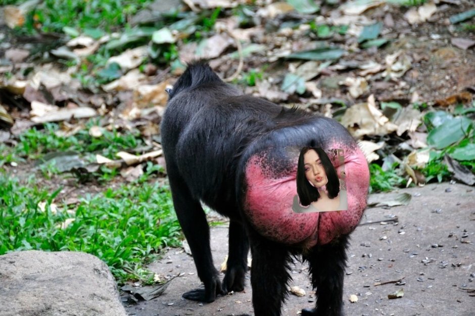 Павиан гамадрил Бабуин