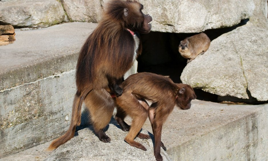 Обезьяна улыбается