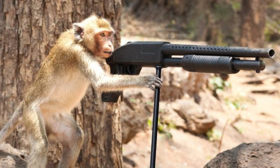 Смешные макаки с красной попой