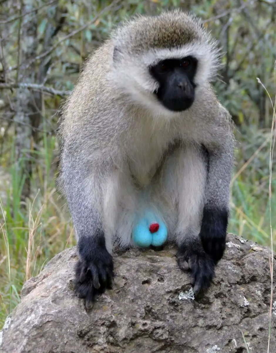 Макака в очках