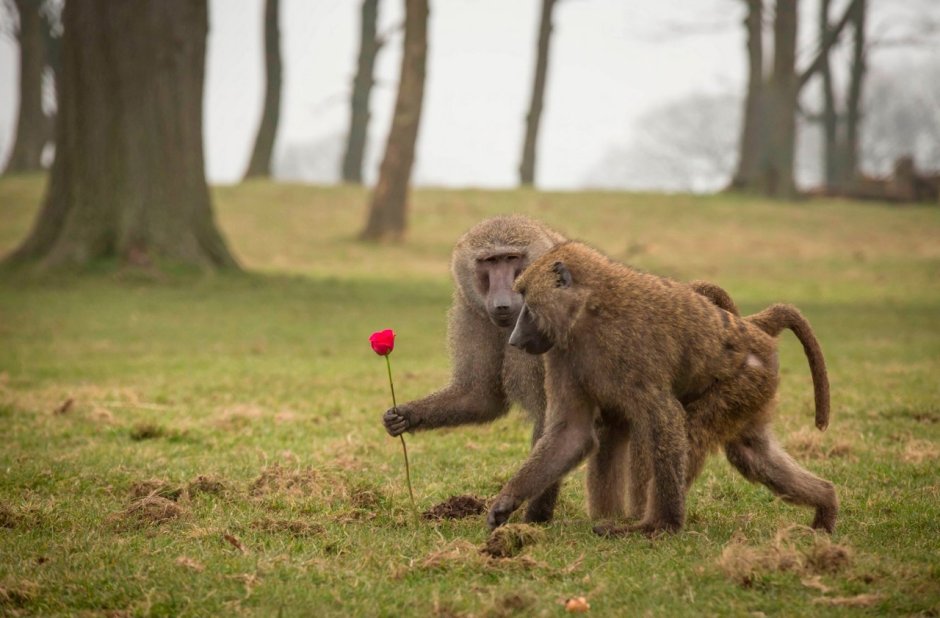 Глупая обезьяна