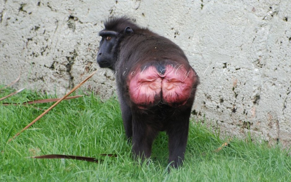 Грин Бабуин