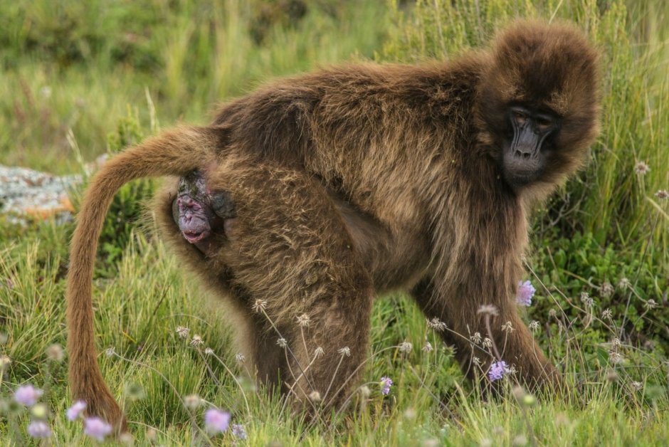 Павиан гамадрил Бабуин