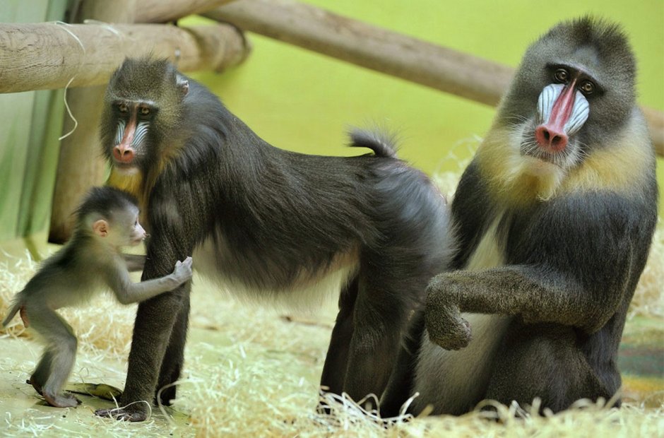 Макака резус