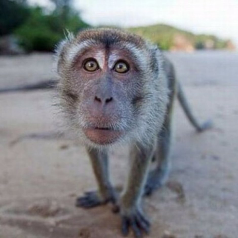 Обезьяна Роберт Роберт