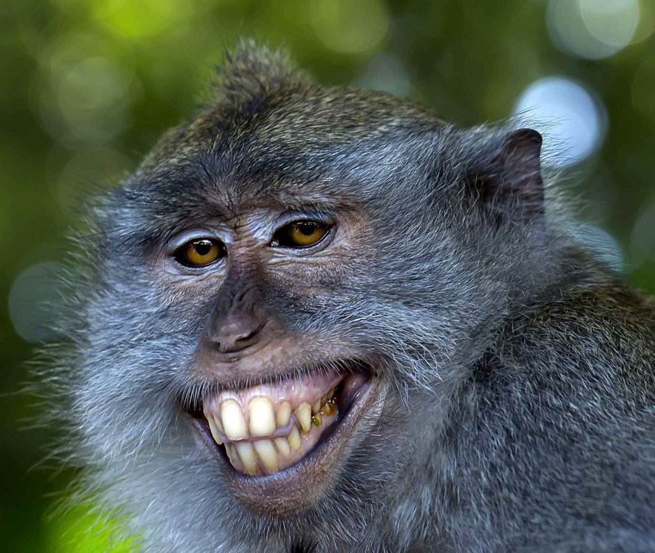 Обезьяна в милицейской форме