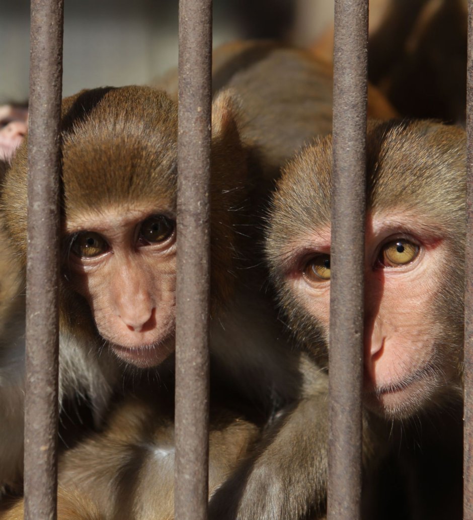 Павиан гамадрил Бабуин