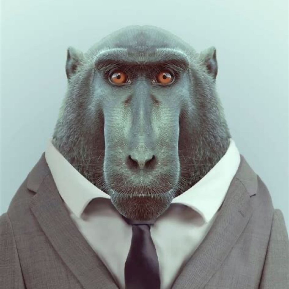 Обезьяны с красными ягодицами