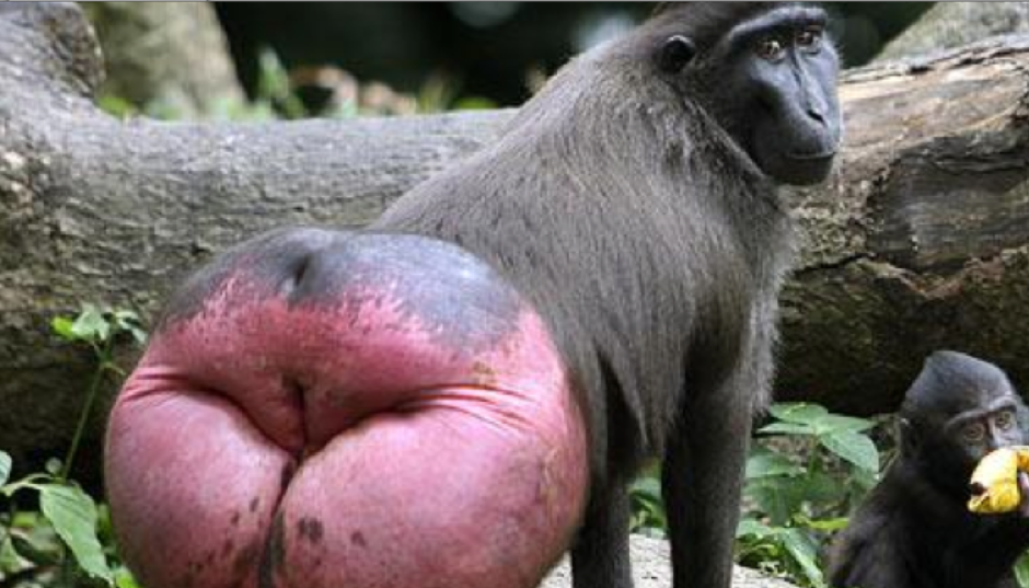 Бабенок детеныш бабуина