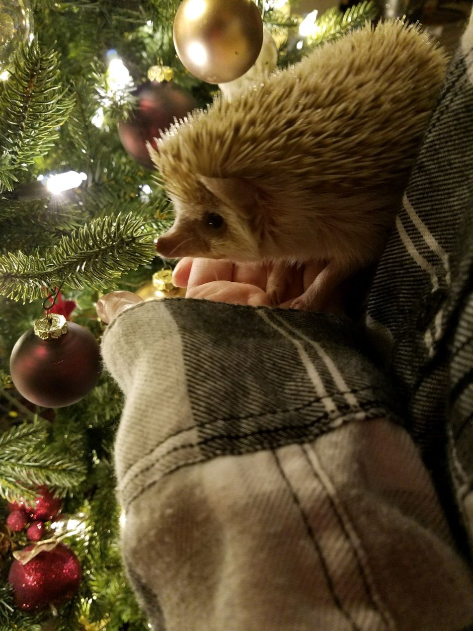 Новогодний Ежик