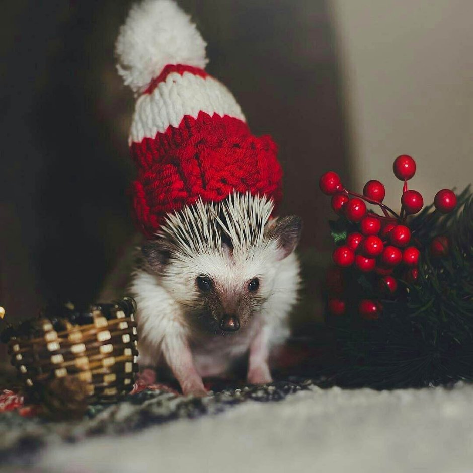 Новогодний Ежик