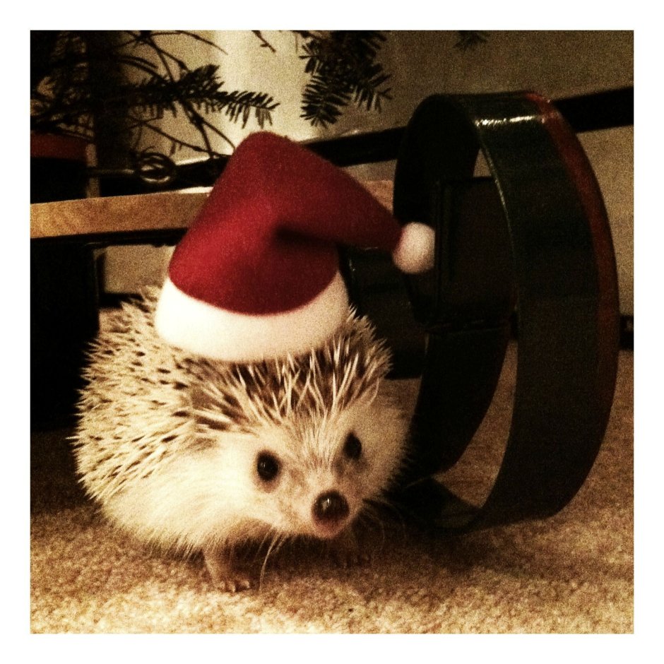 Новогодний Ежик