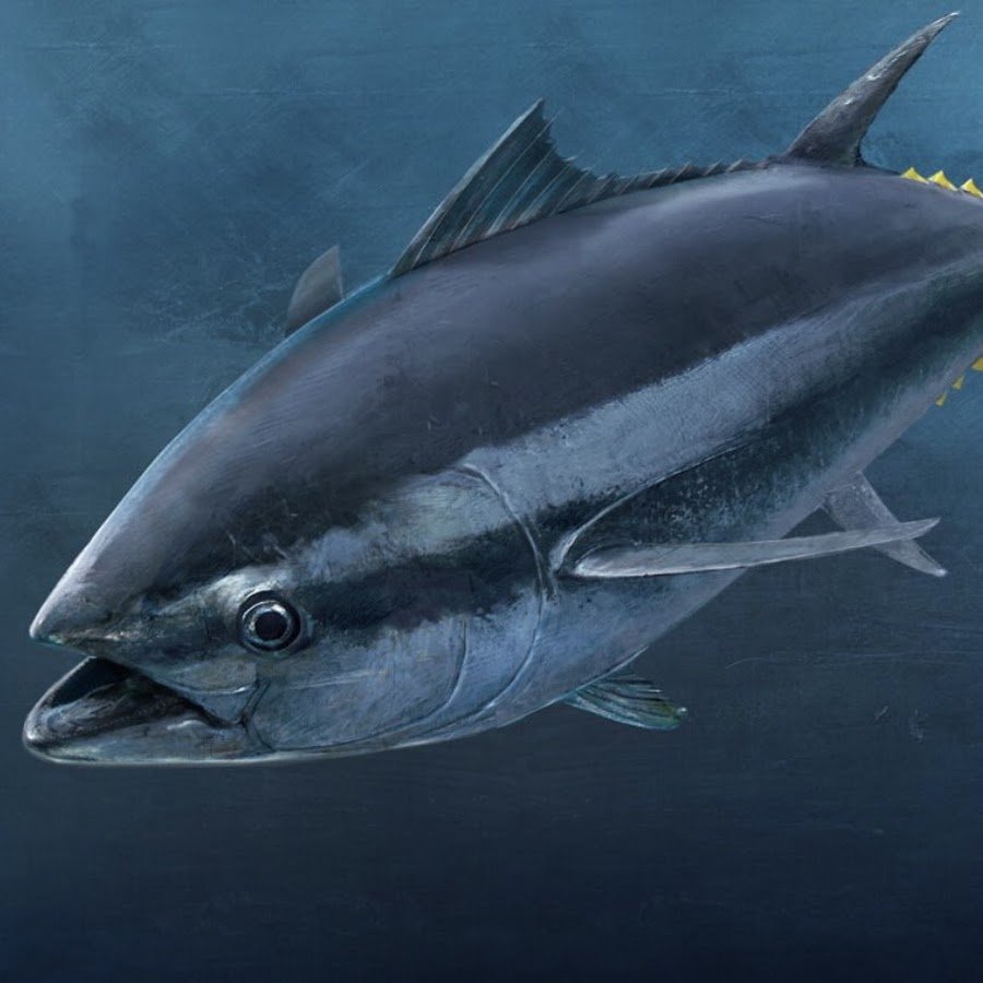 Thunnus thynnus