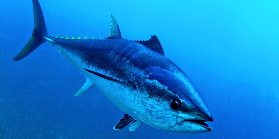 Atlantic Bluefin Tuna