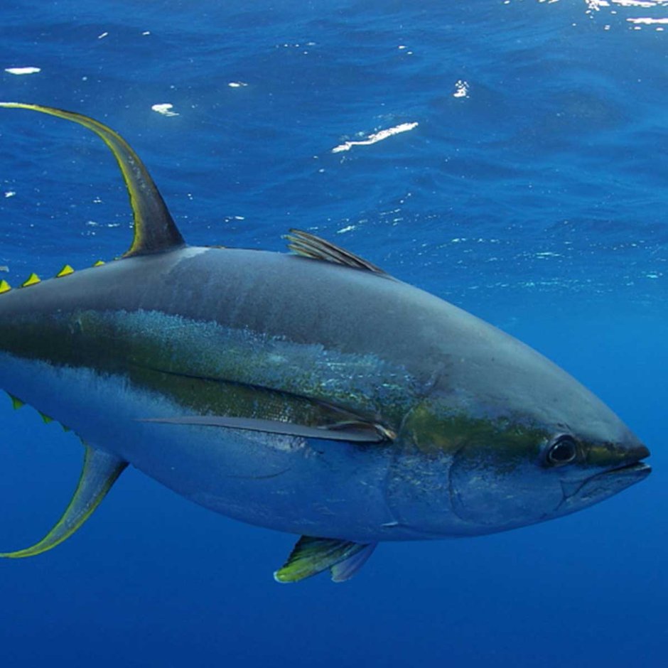 Чернопёрый тунец