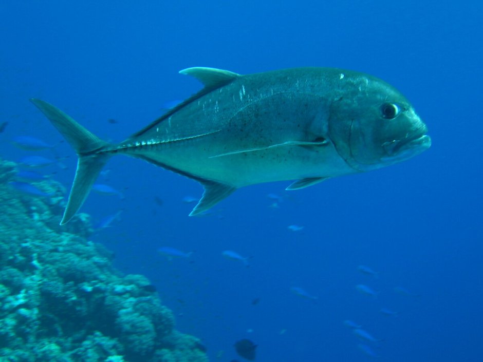 Атлантический каранкс