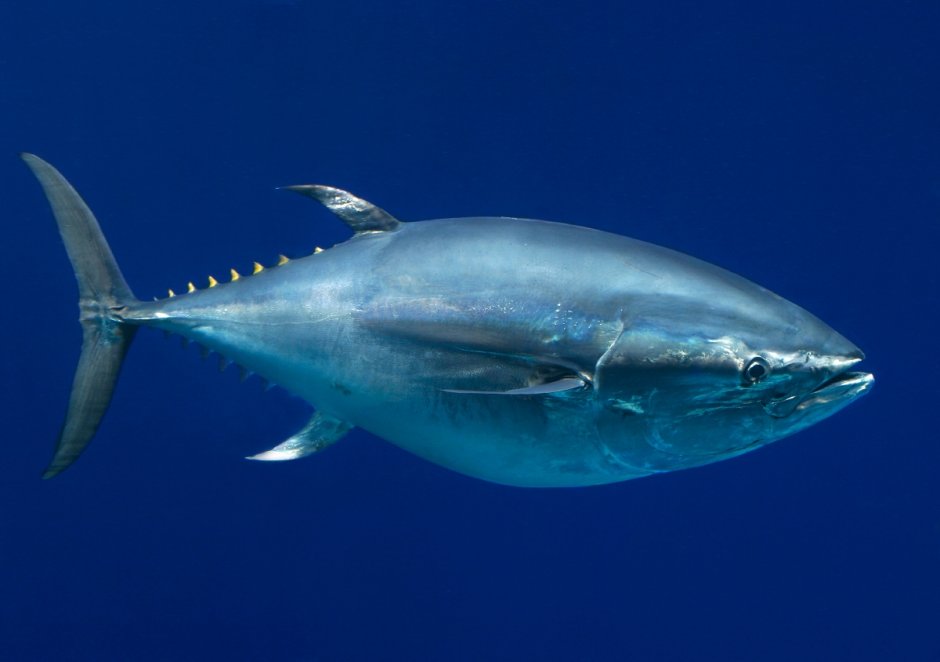 Тунец Bluefin