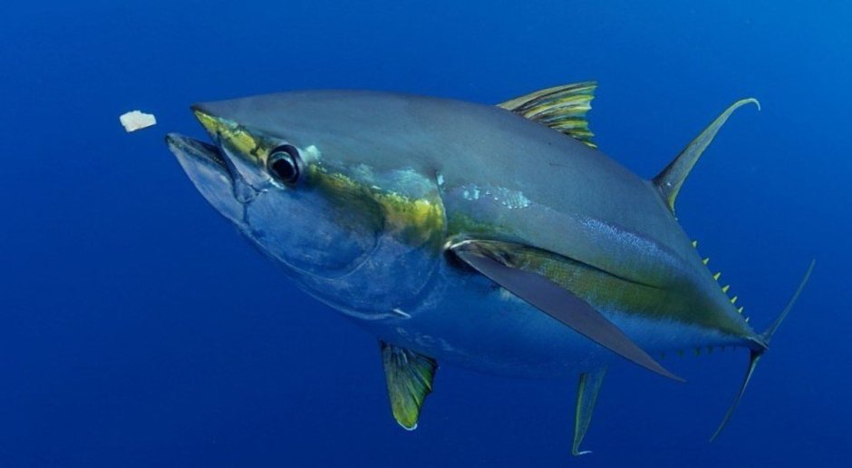 Желтоперый (желтохвостый) тунец