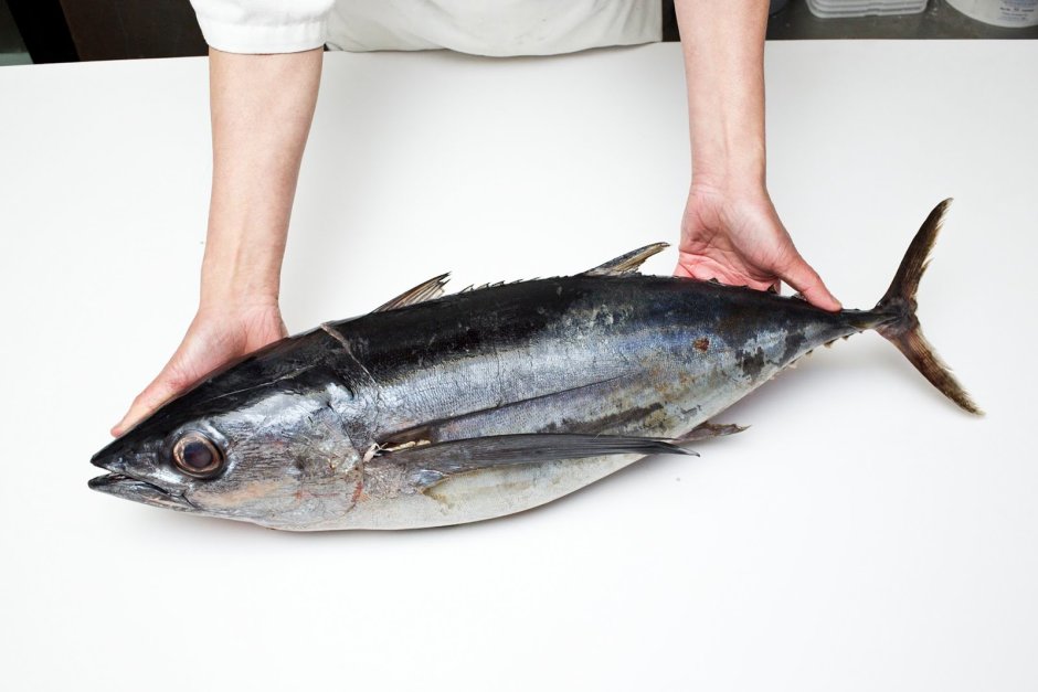 Тунец скумбриевидный