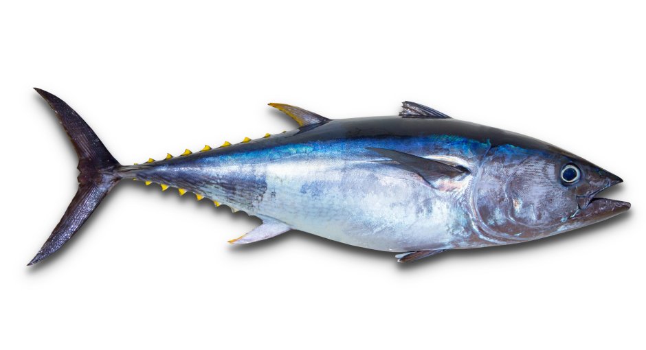 Тунец Bluefin