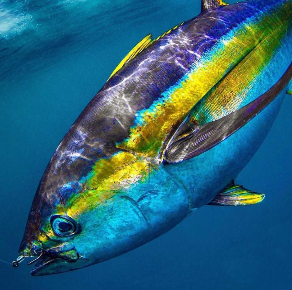 Southern Bluefin Tuna