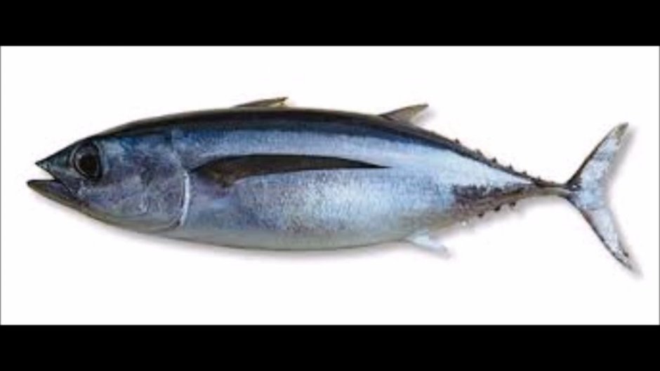 Рыбы Атлантики