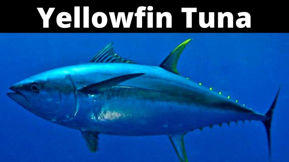 Обыкновенный тунец