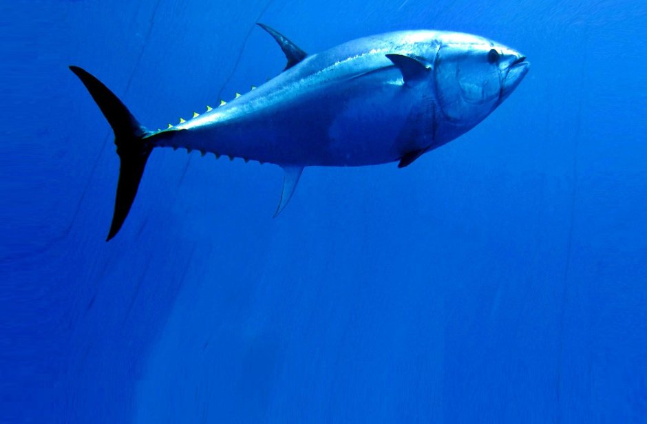 Thunnus Alalunga