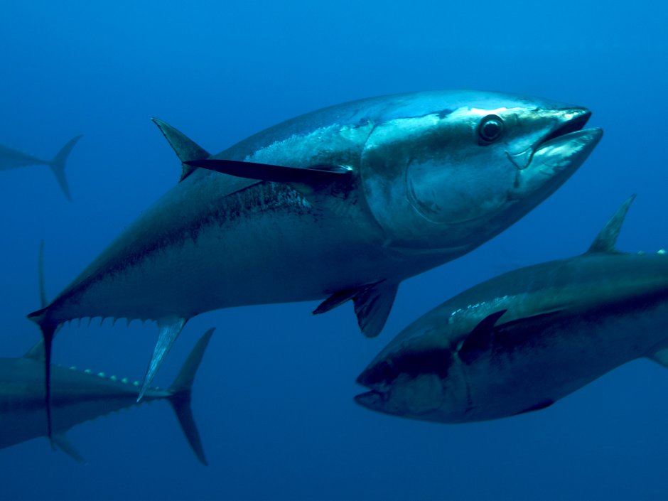 Пеламида рыба