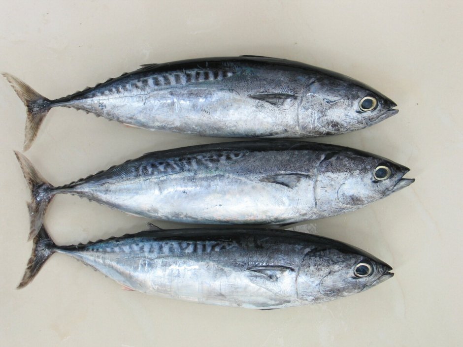 Тунец скумбриевидный
