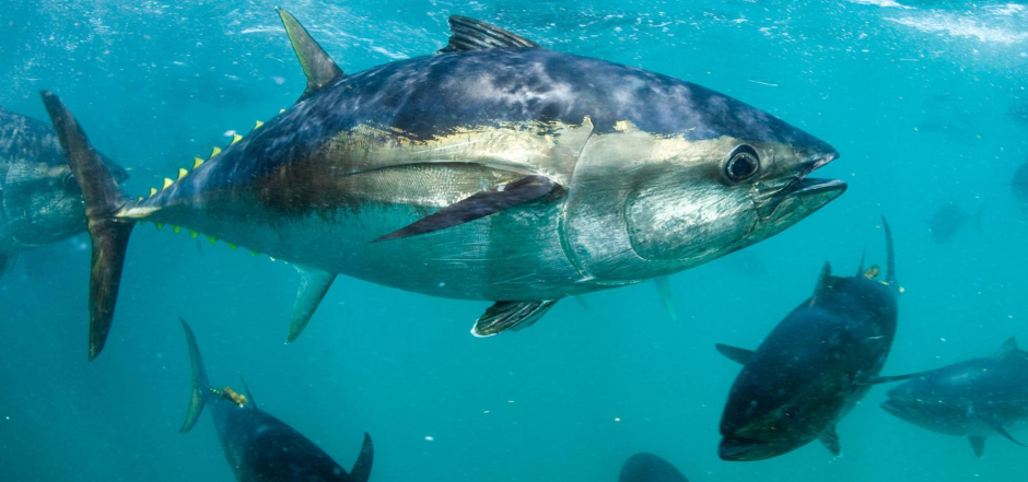 Thunnus Alalunga