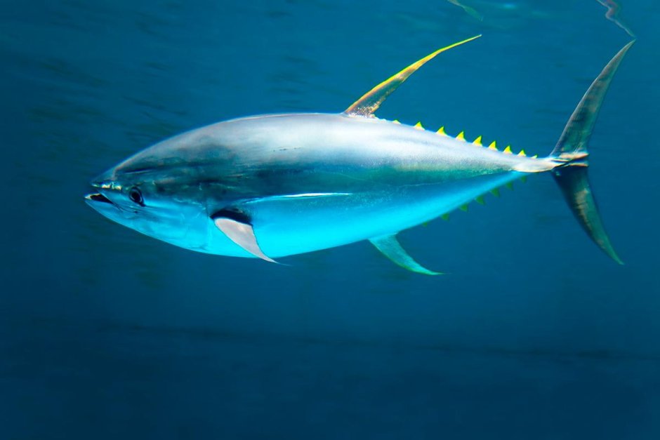 Голубой тунец