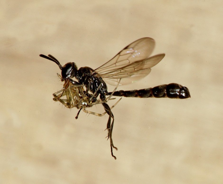 Оса Trypoxylon