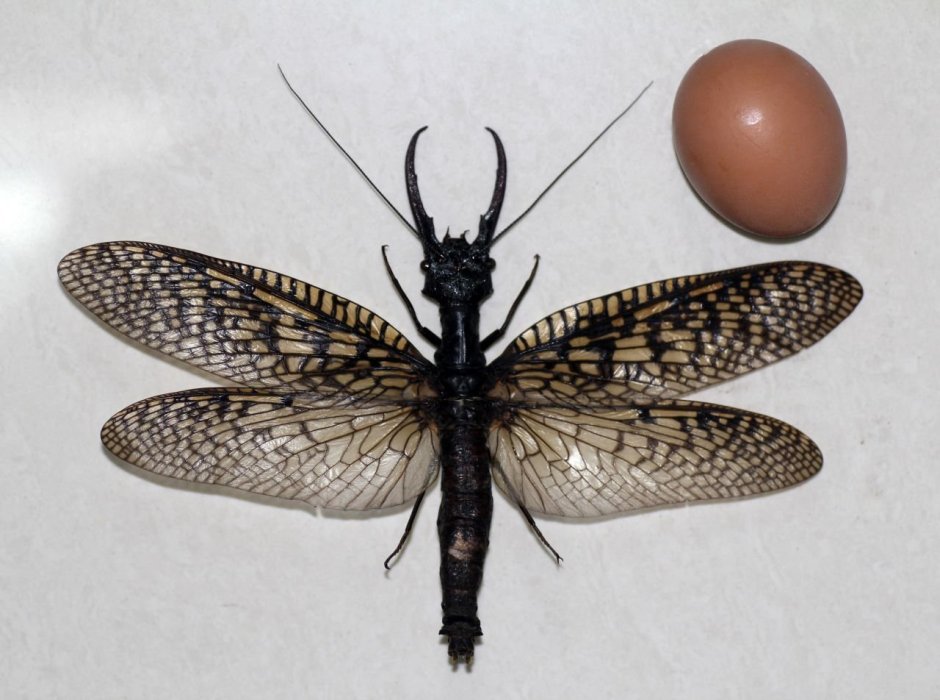 Вислокрылки Acanthacorydalis