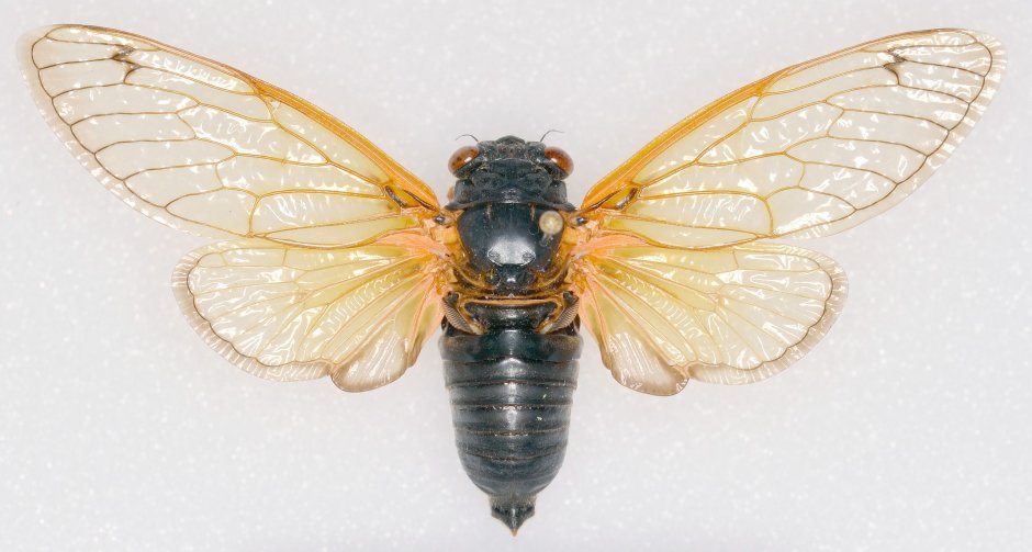 Magicicada tredecassini