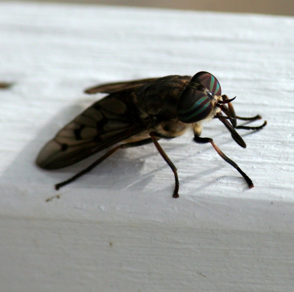Слепень бычий Tabanus bovinus