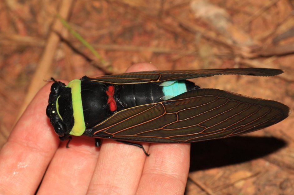 Tacua speciosa