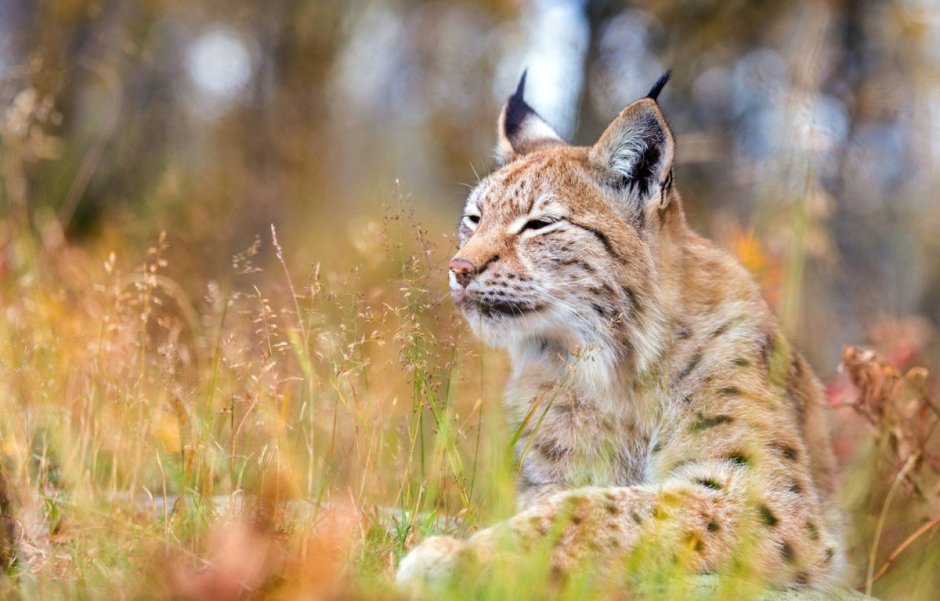 Канадская Рысь (лат. Lynx canadensis)