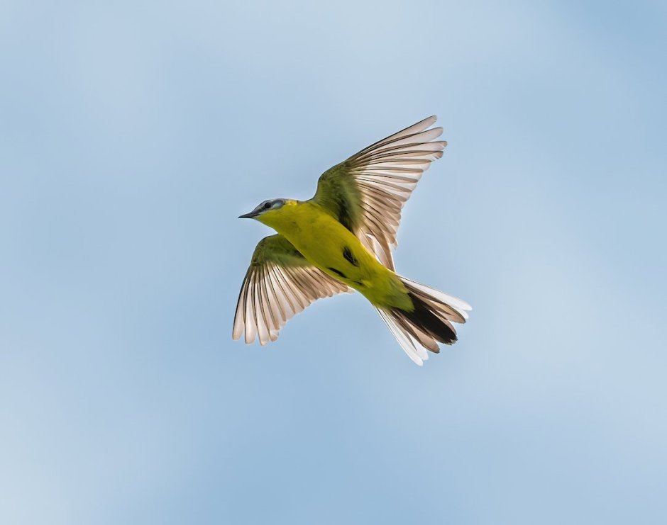 Иволга птица в полете