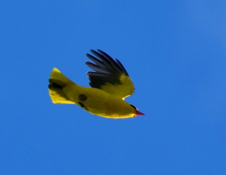 Обыкновенная Иволга в полете