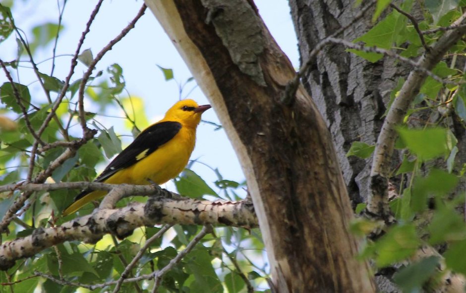 Иволга кустарник