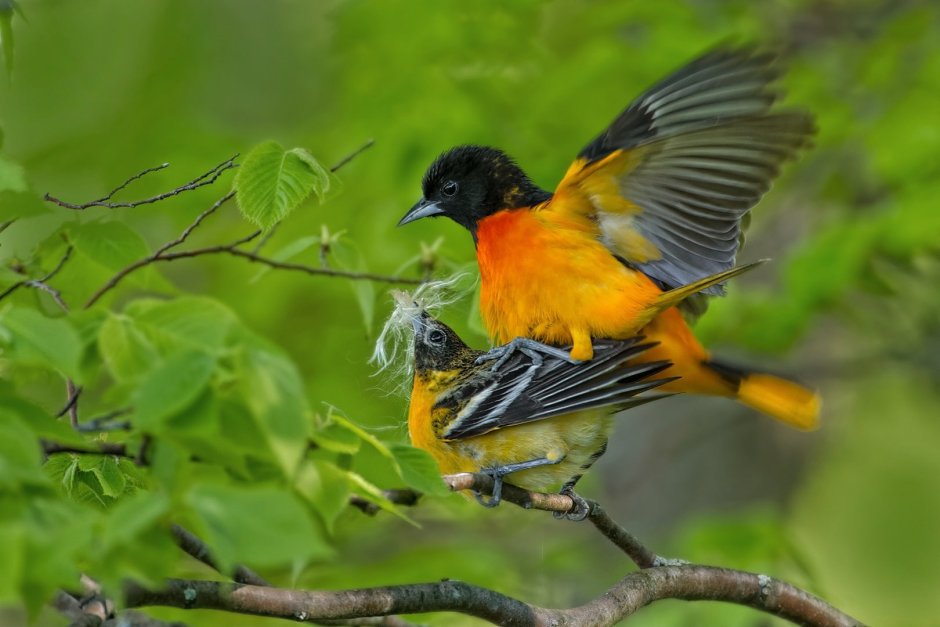 Малиновогрудая Иволга