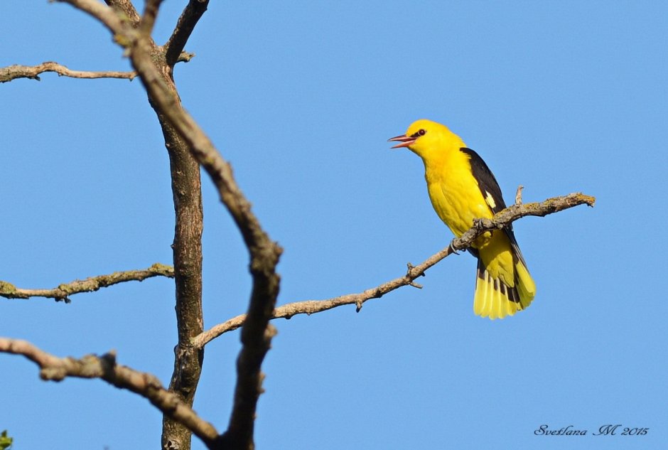 Иволга ареал
