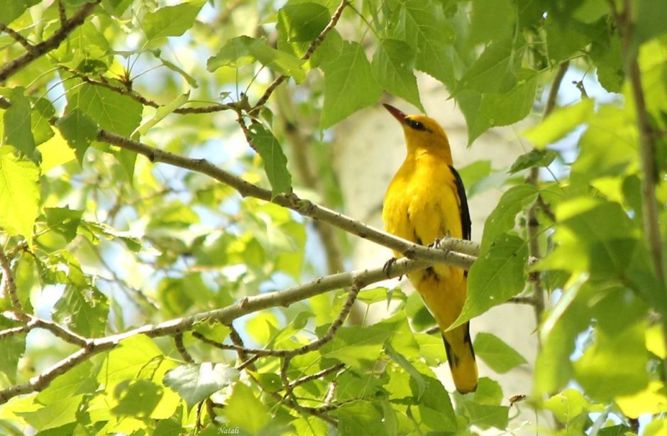 Канарейка в полете
