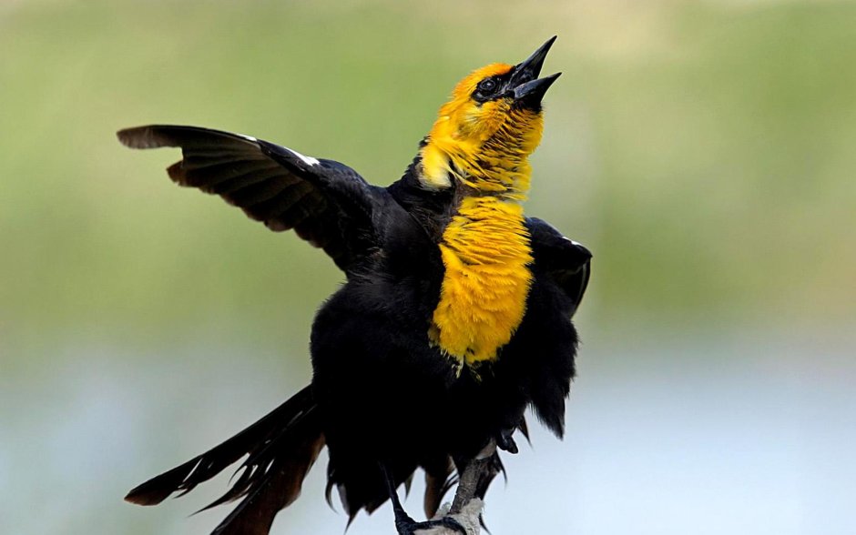 Желто черная птица