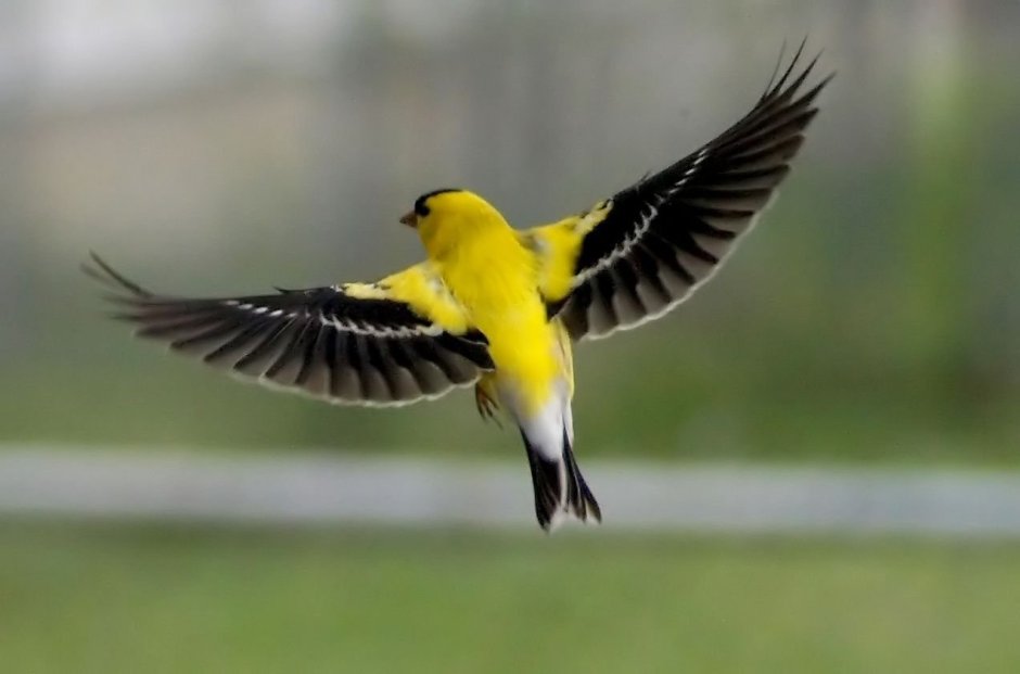 American Goldfinch птица