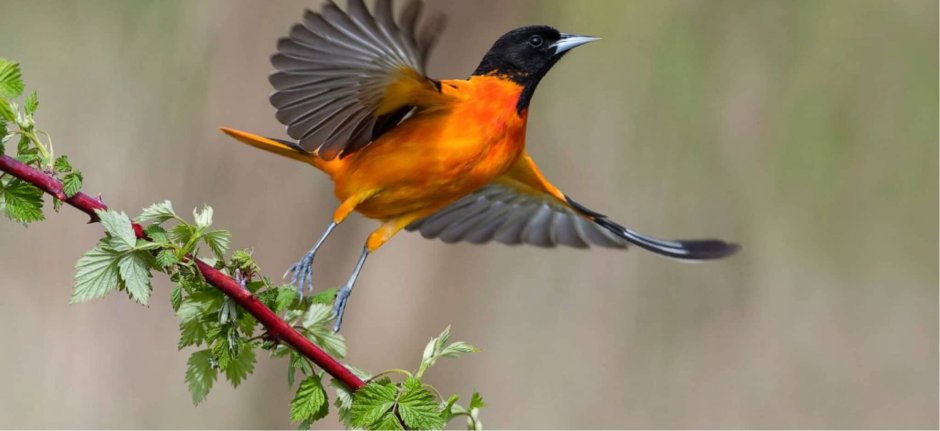 Балтиморская Иволга