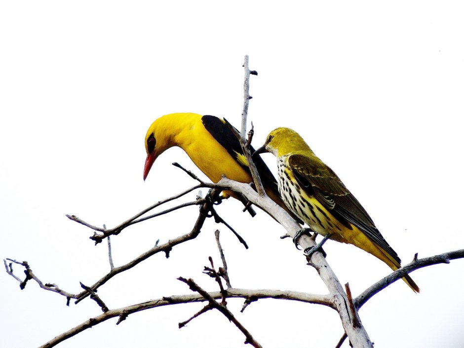 Иволга птица на белом фоне