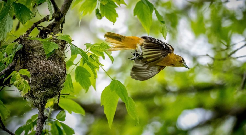 Птенцы балтиморской Иволги